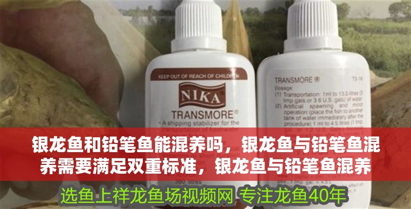 銀龍魚和鉛筆魚能混養嗎，銀龍魚與鉛筆魚混養需要滿足雙重標準，銀龍魚與鉛筆魚混養