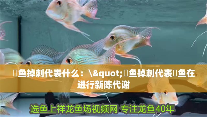 魟魚掉刺代表什么：\"魟魚掉刺代表魟魚在進(jìn)行新陳代謝