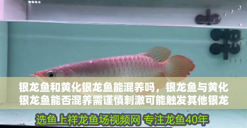 銀龍魚和黃化銀龍魚能混養嗎，銀龍魚與黃化銀龍魚能否混養需謹慎刺激可能觸發其他銀龍魚
