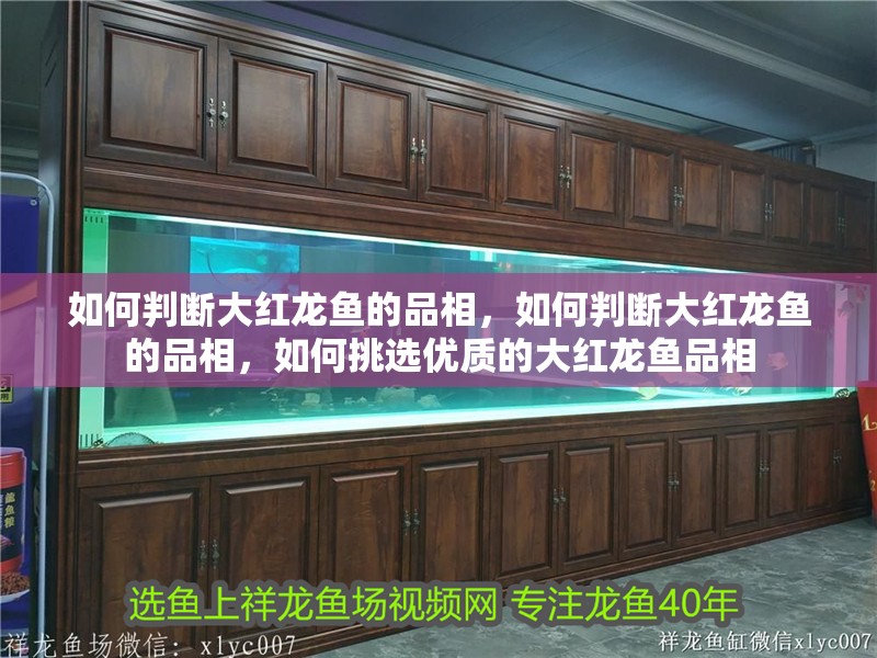 如何判斷大紅龍魚的品相，如何判斷大紅龍魚的品相，如何挑選優(yōu)質(zhì)的大紅龍魚品相