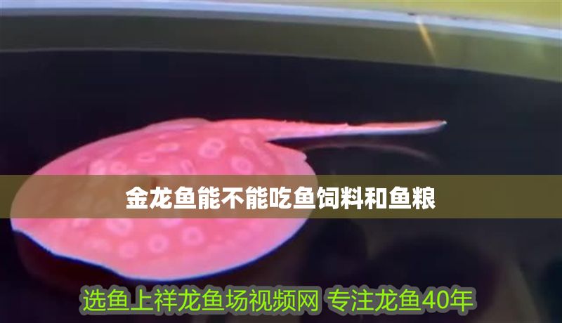 金龍魚能不能吃魚飼料和魚糧