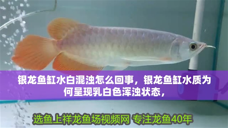 銀龍魚缸水白混濁怎么回事，銀龍魚缸水質為何呈現乳白色渾濁狀態，