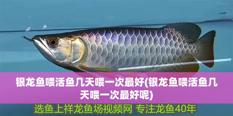 銀龍魚喂活魚幾天喂一次最好(銀龍魚喂活魚幾天喂一次最好呢)