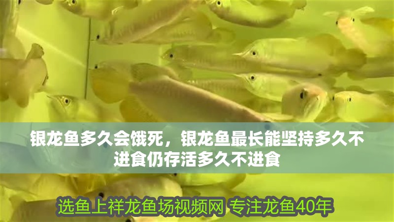 銀龍魚多久會餓死，銀龍魚最長能堅持多久不進食仍存活多久不進食