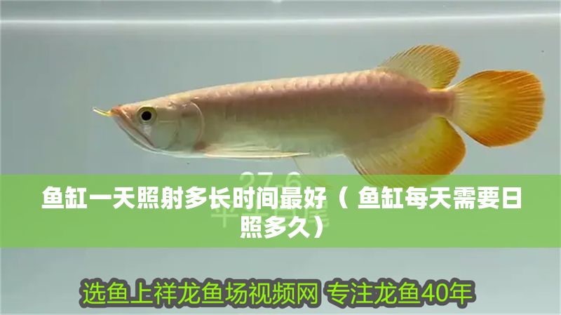 魚(yú)缸一天照射多長(zhǎng)時(shí)間最好（ 魚(yú)缸每天需要日照多久）