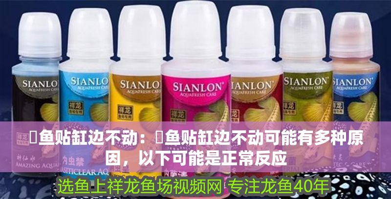 魟魚貼缸邊不動：魟魚貼缸邊不動可能有多種原因，以下可能是正常反應