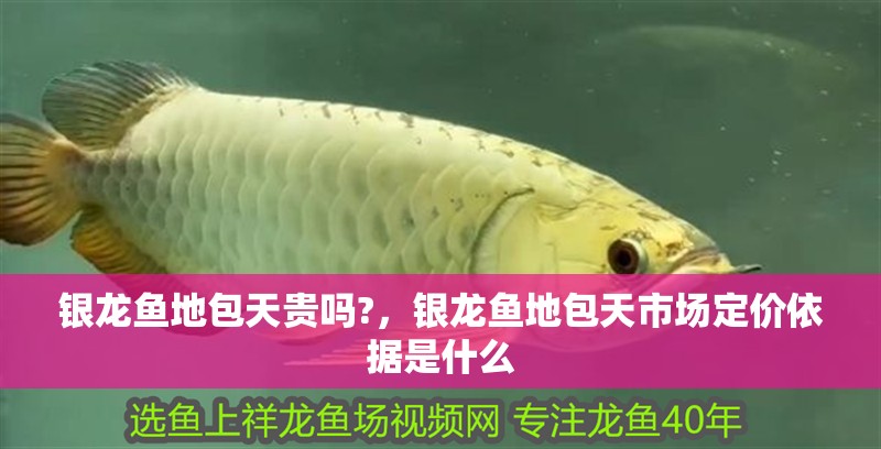 銀龍魚地包天貴嗎?，銀龍魚地包天市場定價依據是什么
