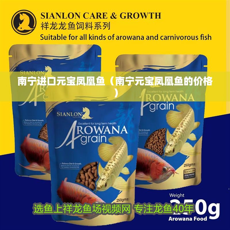 南寧進口元寶鳳凰魚（南寧元寶鳳凰魚的價格）