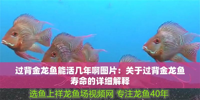 過背金龍魚能活幾年啊圖片：關(guān)于過背金龍魚壽命的詳細(xì)解釋