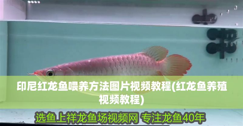 印尼紅龍魚喂養方法圖片視頻教程(紅龍魚養殖視頻教程)