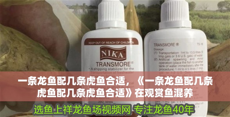 一條龍魚配幾條虎魚合適，《一條龍魚配幾條虎魚配幾條虎魚合適》在觀賞魚混養