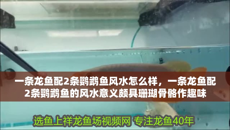 一條龍魚配2條鸚鵡魚風(fēng)水怎么樣，一條龍魚配2條鸚鵡魚的風(fēng)水意義頗具珊瑚骨骼作趣味