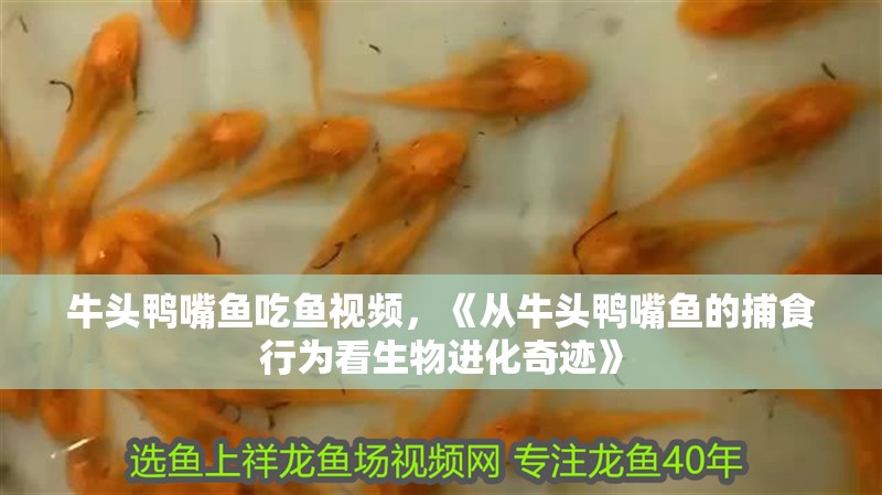 牛頭鴨嘴魚吃魚視頻，《從牛頭鴨嘴魚的捕食行為看生物進化奇跡》