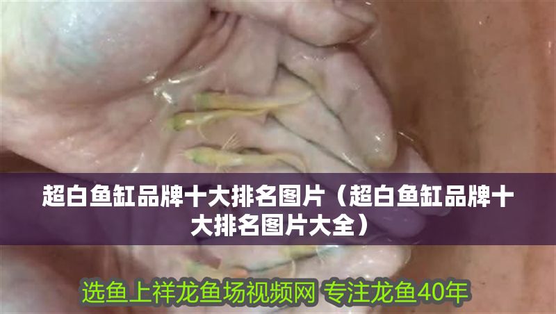 超白魚缸品牌十大排名圖片（超白魚缸品牌十大排名圖片大全）