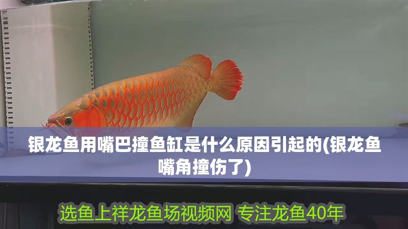 銀龍魚用嘴巴撞魚缸是什么原因引起的(銀龍魚嘴角撞傷了)
