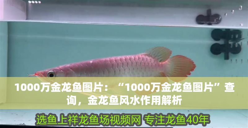 1000萬金龍魚圖片：“1000萬金龍魚圖片”查詢，金龍魚風水作用解析
