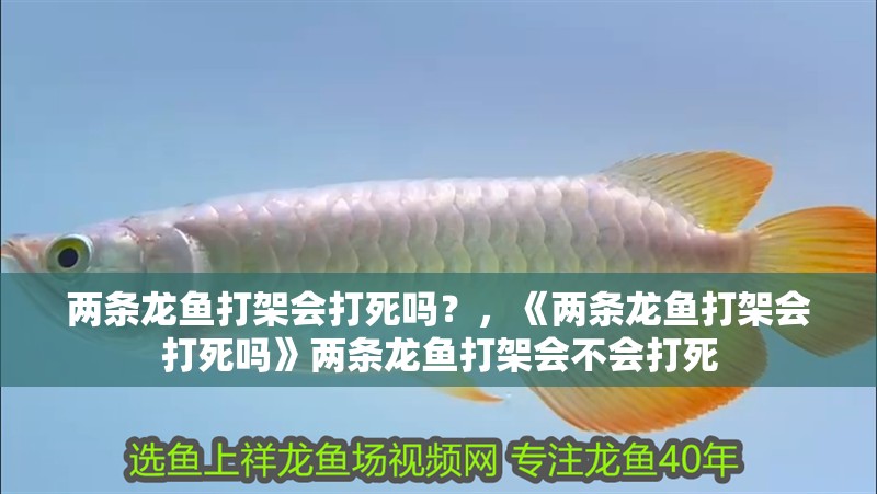 兩條龍魚打架會打死嗎？，《兩條龍魚打架會打死嗎》兩條龍魚打架會不會打死