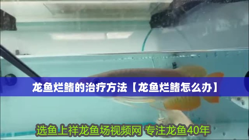 龍魚爛鰭的治療方法【龍魚爛鰭怎么辦】