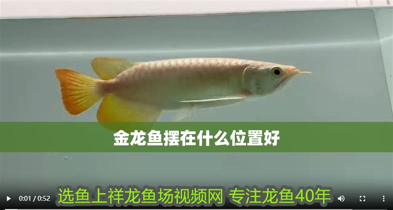 金龍魚擺在什么位置好