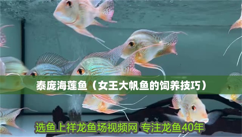 泰龐海蓮魚（女王大帆魚的飼養(yǎng)技巧）