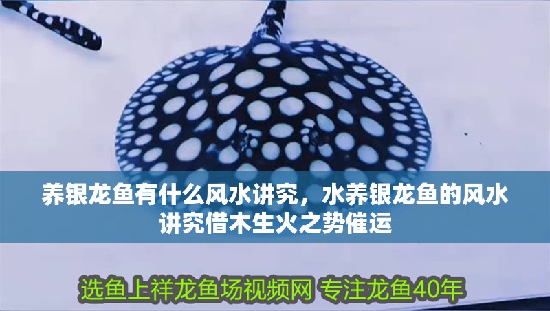 養(yǎng)銀龍魚有什么風(fēng)水講究，水養(yǎng)銀龍魚的風(fēng)水講究借木生火之勢(shì)催運(yùn) 養(yǎng)銀龍魚有什么風(fēng)水講究，水養(yǎng)銀龍魚的風(fēng)水講究借木生火之勢(shì)催運(yùn) 水族問答
