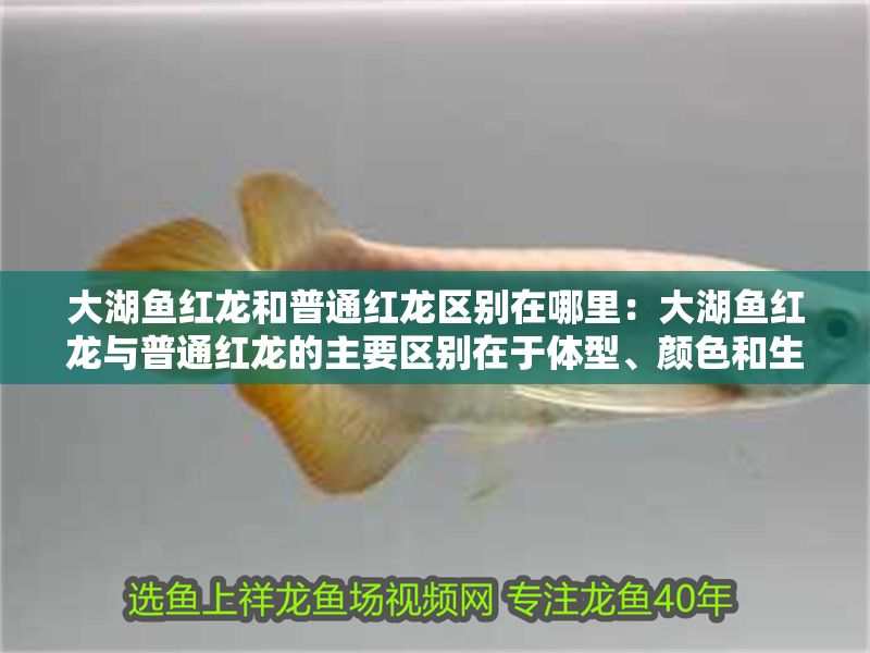 大湖魚紅龍和普通紅龍區別在哪里：大湖魚紅龍與普通紅龍的主要區別在于體型、顏色和生活習性