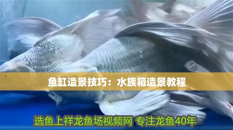 魚缸造景技巧：水族箱造景教程