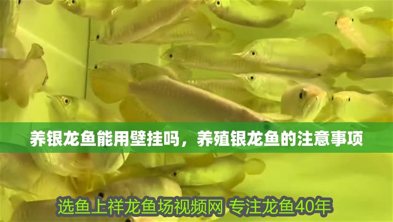 養銀龍魚能用壁掛嗎，養殖銀龍魚的注意事項