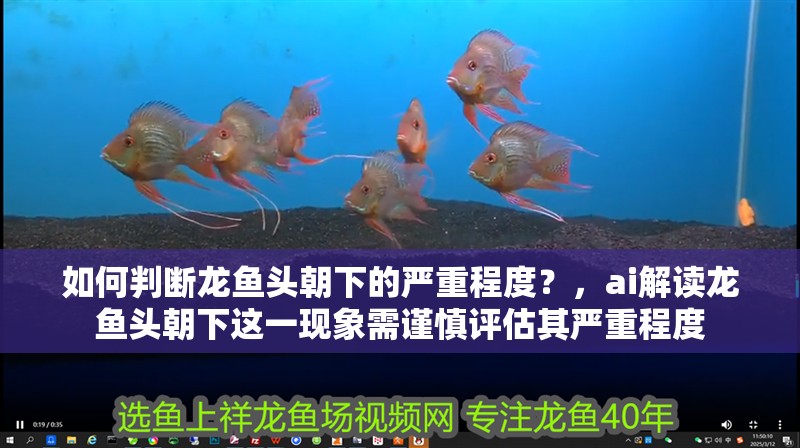 如何判斷龍魚頭朝下的嚴重程度？，ai解讀龍魚頭朝下這一現象需謹慎評估其嚴重程度