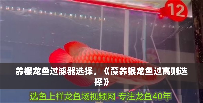 養銀龍魚過濾器選擇，《藻養銀龍魚過高則選擇》