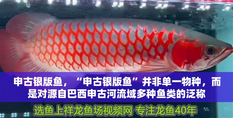 申古銀版魚，“申古銀版魚”并非單一物種，而是對源自巴西申古河流域多種魚類的泛稱