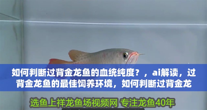 如何判斷過背金龍魚的血統純度？，ai解讀，過背金龍魚的最佳飼養環境，如何判斷過背金龍魚的年齡？