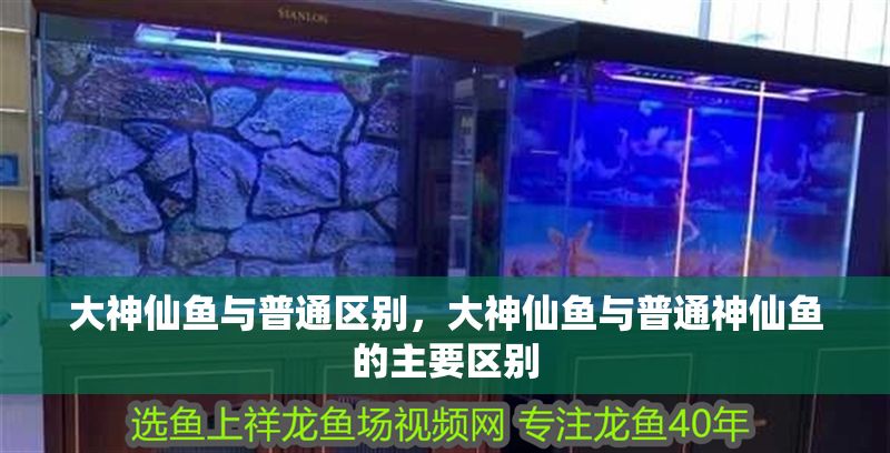 大神仙魚與普通區別，大神仙魚與普通神仙魚的主要區別