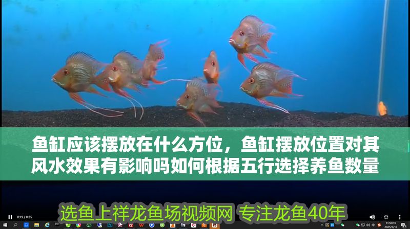 魚缸應該擺放在什么方位，魚缸擺放位置對其風水效果有影響嗎如何根據五行選擇養魚數量