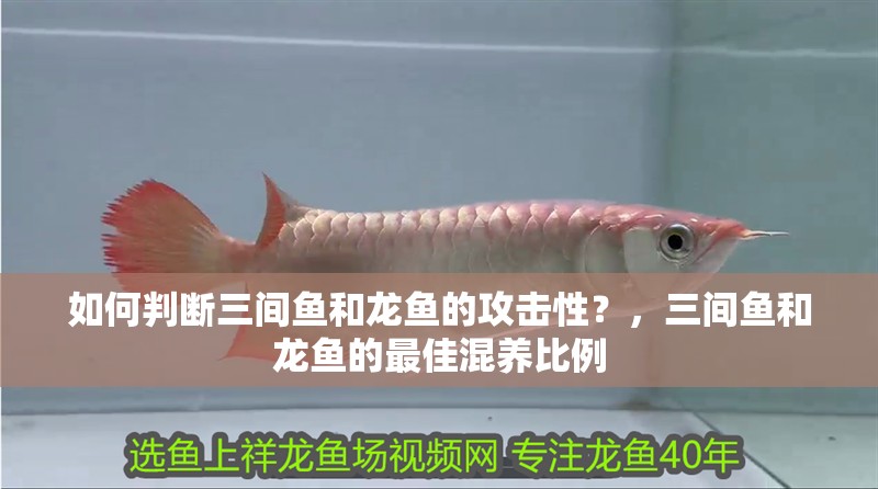 如何判斷三間魚和龍魚的攻擊性？，三間魚和龍魚的最佳混養比例
