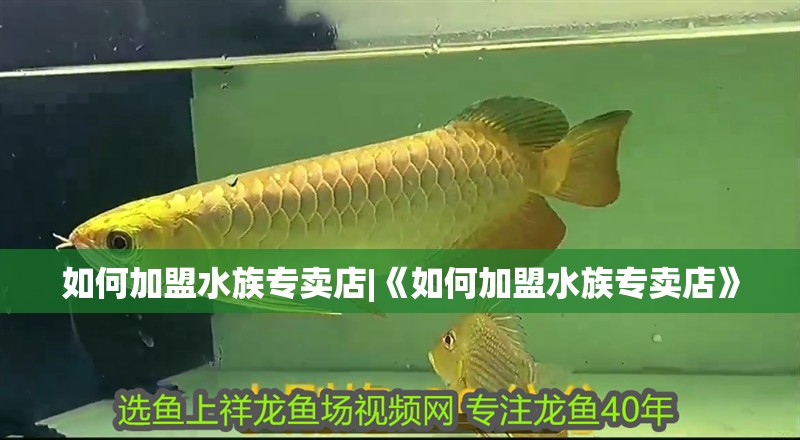 如何加盟水族專賣店|《如何加盟水族專賣店》