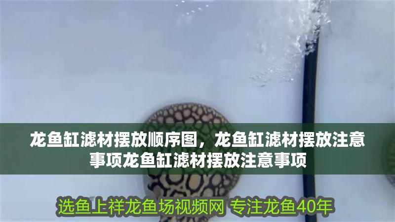 龍魚缸濾材擺放順序圖，龍魚缸濾材擺放注意事項龍魚缸濾材擺放注意事項 龍魚缸濾材擺放順序圖，龍魚缸濾材擺放注意事項龍魚缸濾材擺放注意事項 魚缸百科 第2張