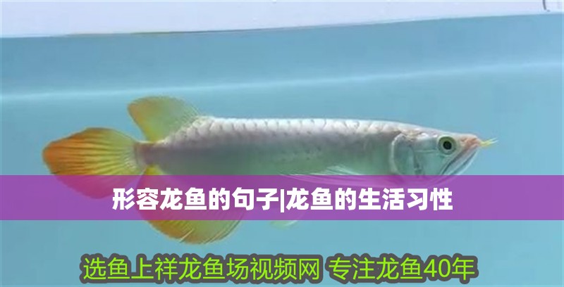 形容龍魚的句子|龍魚的生活習(xí)性