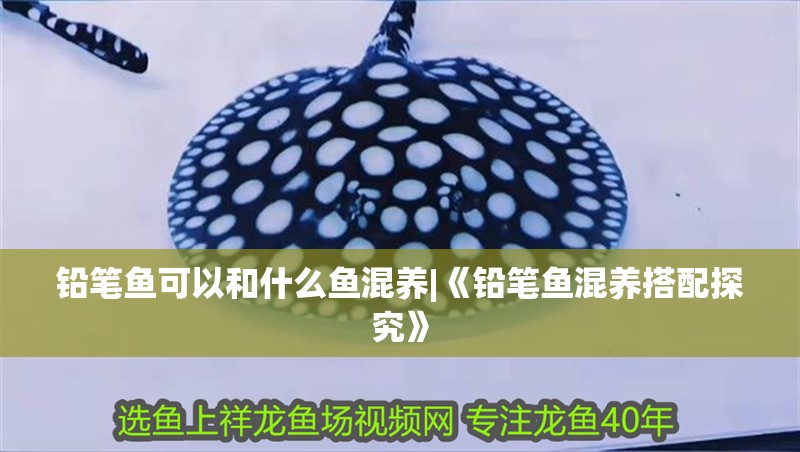 鉛筆魚可以和什么魚混養|《鉛筆魚混養搭配探究》