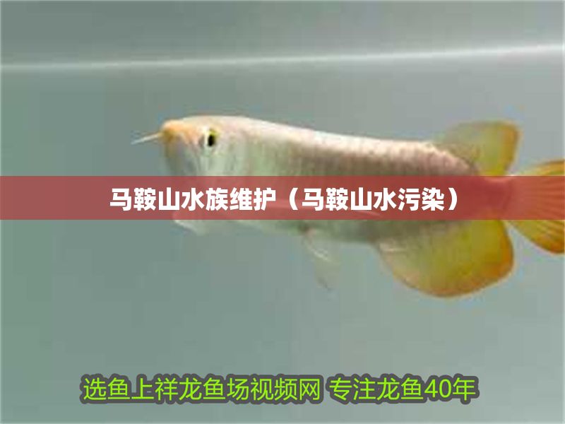 馬鞍山水族維護（馬鞍山水污染）