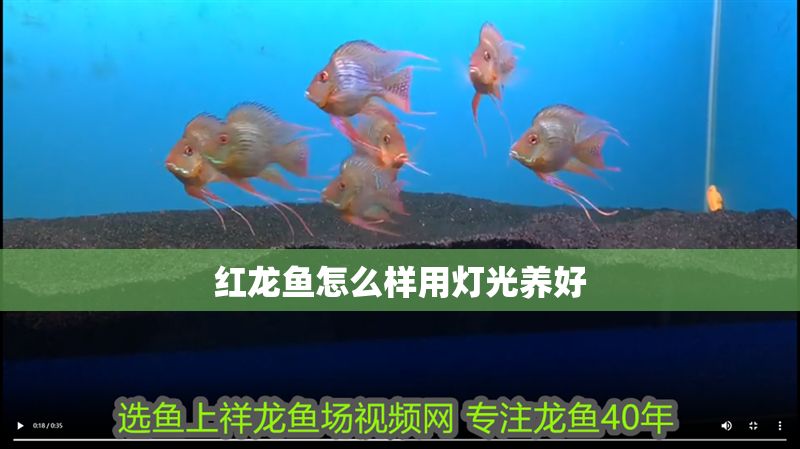 紅龍魚怎么樣用燈光養好