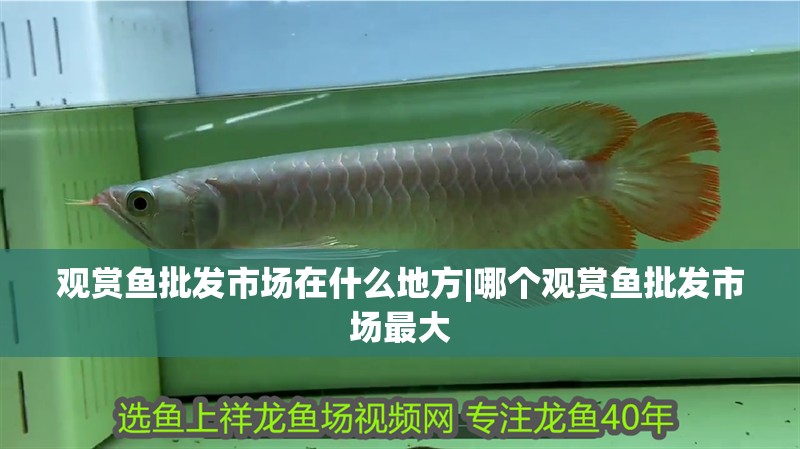 觀賞魚批發市場在什么地方|哪個觀賞魚批發市場最大