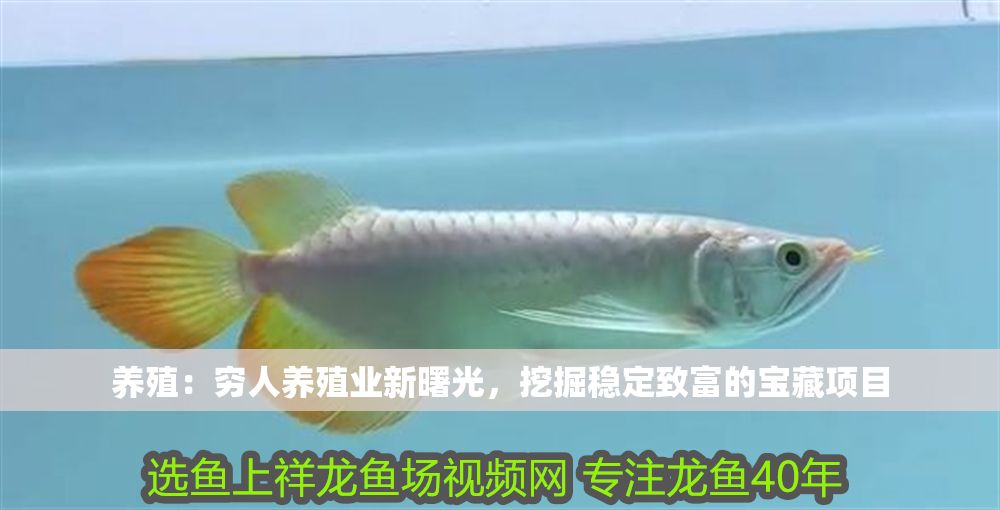 詳細(xì)閱讀:養(yǎng)殖:窮人養(yǎng)殖業(yè)新曙光,挖掘穩(wěn)定致富的寶藏項(xiàng)目 養(yǎng)殖:窮人養(yǎng)殖業(yè)新曙光,挖掘穩(wěn)定致富的寶藏項(xiàng)目