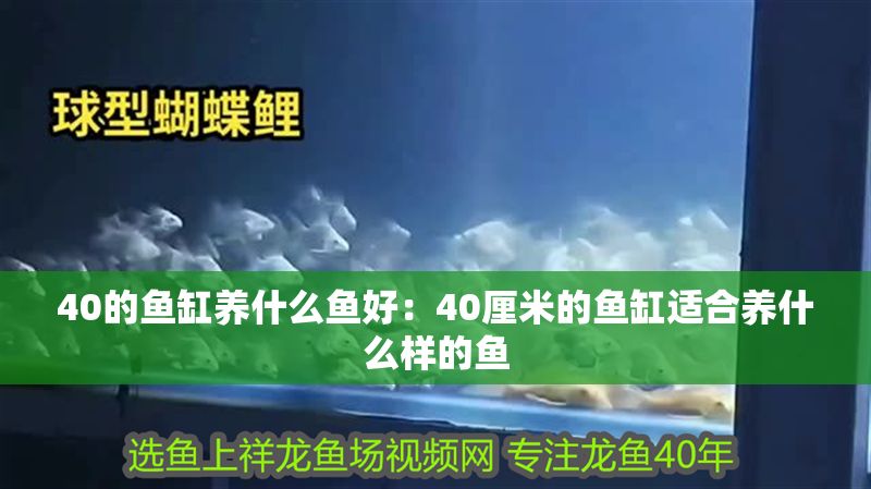 40的魚缸養什么魚好：40厘米的魚缸適合養什么樣的魚