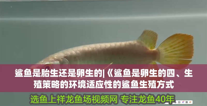 鯊魚是胎生還是卵生的|《鯊魚是卵生的四、生殖策略的環境適應性的鯊魚生殖方式