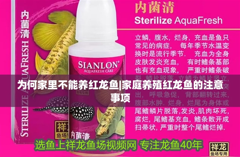 為何家里不能養(yǎng)紅龍魚|家庭養(yǎng)殖紅龍魚的注意事項(xiàng)