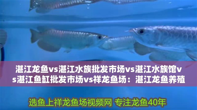 湛江龍魚vs湛江水族批發市場vs湛江水族館vs湛江魚缸批發市場vs祥龍魚場：湛江龍魚養殖技術