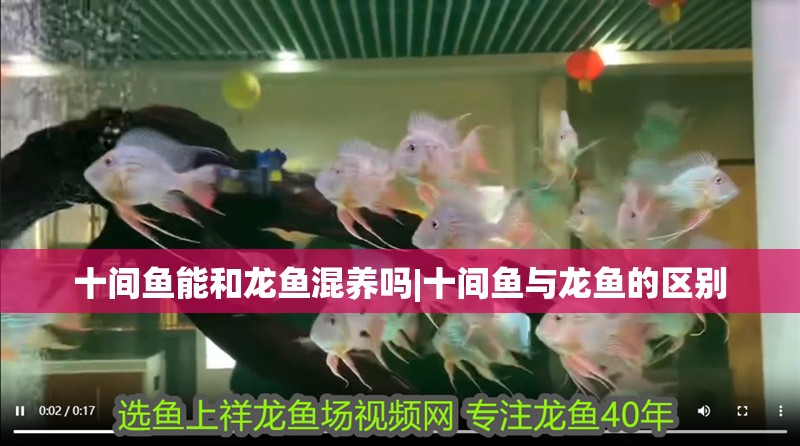 十間魚能和龍魚混養(yǎng)嗎|十間魚與龍魚的區(qū)別