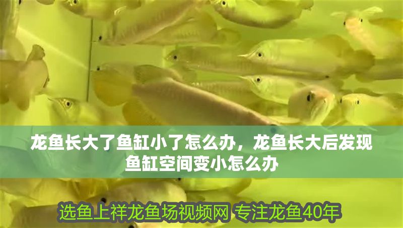 龍魚(yú)長(zhǎng)大了魚(yú)缸小了怎么辦，龍魚(yú)長(zhǎng)大后發(fā)現(xiàn)魚(yú)缸空間變小怎么辦