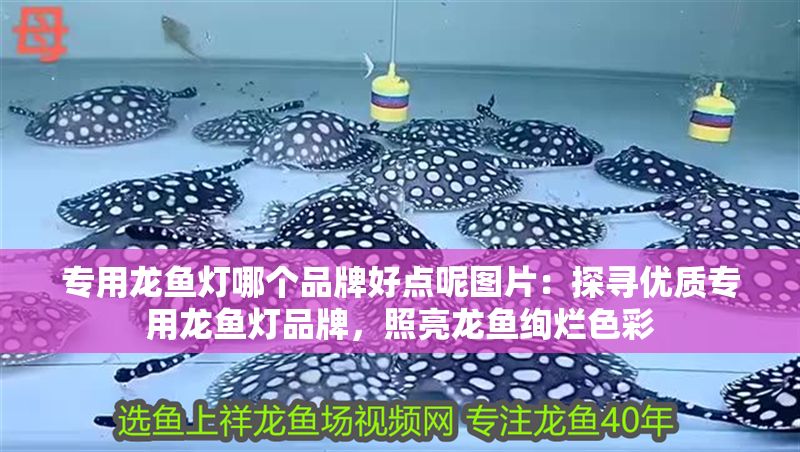 銀龍魚過背和高背區(qū)別圖解視頻(金龍魚過背和高背區(qū)別圖)